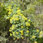 14. Hubertia tomentosa var conyzoides Petit ambaville ASTERACEE Endémique.jpeg