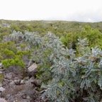 15. Jeune Sophora_denudata_-_Petit_tamarin_des_hauts en pleine santé. Il commence sa floraison..jpeg