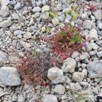 18. Rumex angiocarpus - Petite Oseille rouge - exo.jpeg