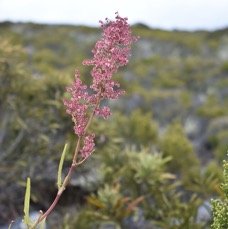 Rumex abyssinicus - Grande oseille sauvage - POLYGONACEAE - EE - MB3_2548.jpg