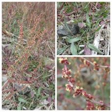 Rumex acetosella - Petite oseille sauvage - POLYGONACEAE - EE - 20230614_112444.jpg
