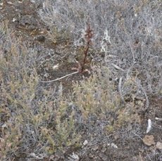 Satyrothym - P1060745.jpg