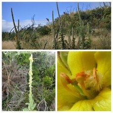 Verbascum thapsus - Bouillon blanc - SCROPHULARIACEAE - EE - 20230614_111953.jpg