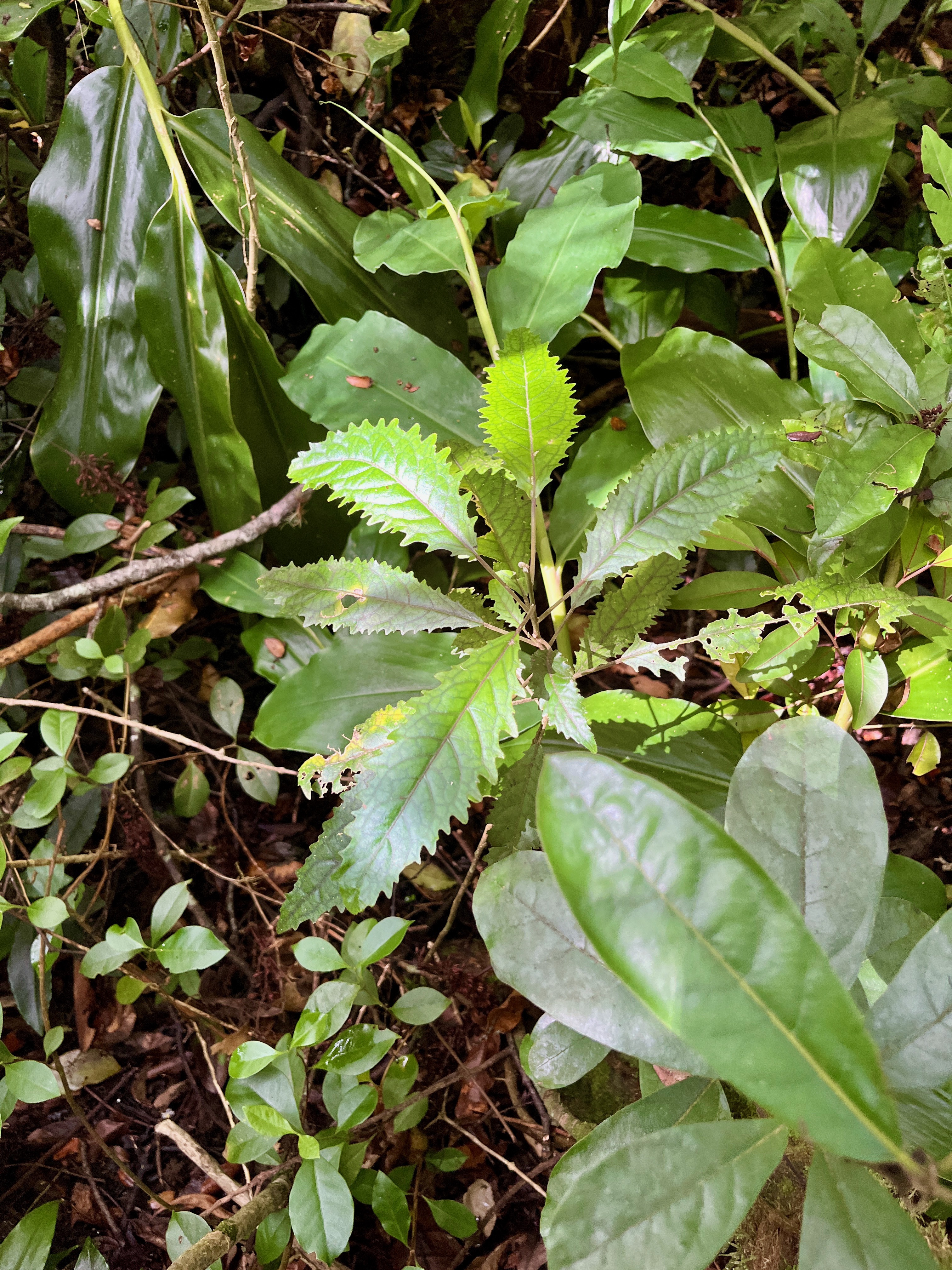 12. Feuilles juvéniles de Claoxylon racemiflorum - Bois d'oiseaux- Euphorbiacée-E..jpeg