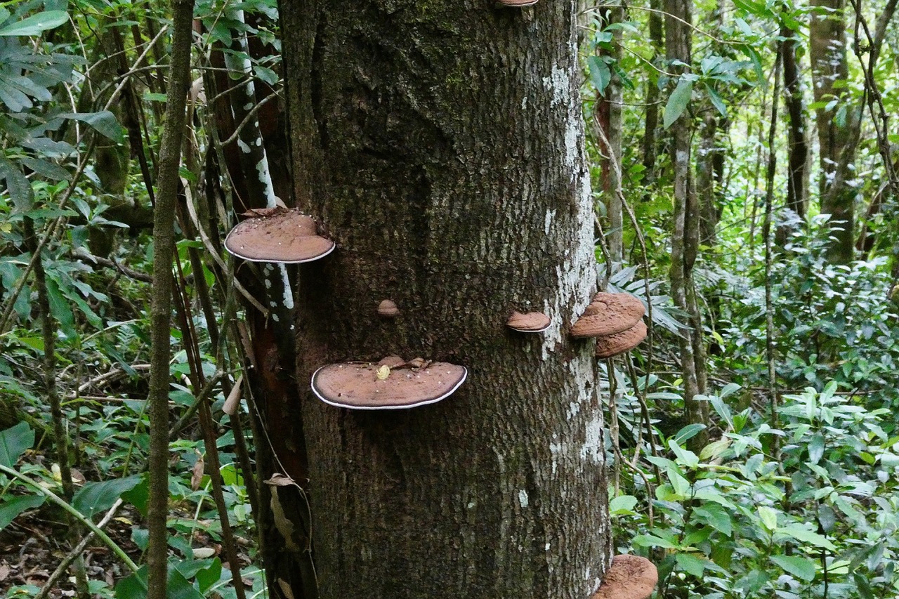 champignons sp.jpeg