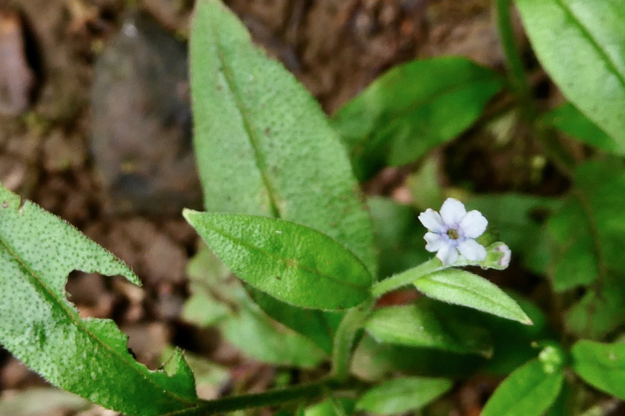 Myosotis sp. boraginaceae..jpeg