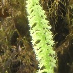 Benthamia erinacea++.jpg