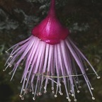 Bois de Pomme (fleur)++.jpg