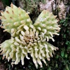 Bois de Tambour ( fleur mâle)++.jpg