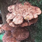 champignon-1++.jpg