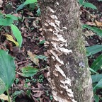 champignon-2++.jpg