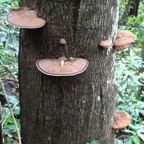champignon-3++ (1).jpg