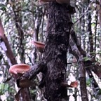 champignon-4++.jpg