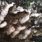 champignon-5++.jpg
