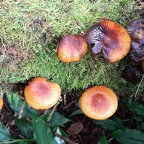 champignon-6++.jpg