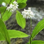 polystachya cultriformis (orchidée).jpg
