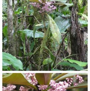 Badula_borbonica-Bois_de_savon-PRIMULACEAE-Endemique_Reunion-20240319_224235.jpg