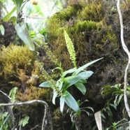 Benthamia_erinacea_(ex_nigrescens)-ORCHIDOIDEAE-Endemique_Reunion-P1080235.jpg