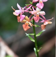 Calanthe_sylvatica-EPIDENDROIDEAE-Indigene_Reunion-MB3_5717.jpg