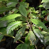 Claoxylon_racemiflorum-Bois_d_oiseau-EUPHORBIACEAE-Endemique_Reunion-MB3_5643.jpg