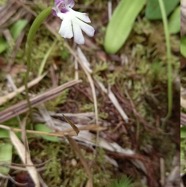 Cynorkis_fastigiata-ORCHIDOIDEAE-Indigene_Reunion-20240319_150722.jpg