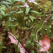 Cynorkis_simplex-ORCHIDOIDEAE-Endemique_Reunion-20240319_150535.jpg