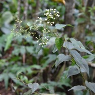 Faujasiopsis_flexuosa-Liane_zig_zag-ASTERACEAE-Endemique_Reunion_Maurice-MB3_5710.jpg
