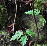 Ficus_lateriflora-Ficus_blanc-MORACEAE-Endemique_Reunion_Maurice-MB3_5753.jpg