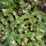 Hepatique-MB3_5721.jpg