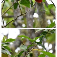 Hibiscus_boryanus-Foulsapate-MALVACEAE-Endemique_Reunion_Maurice-20240319_224547.jpg