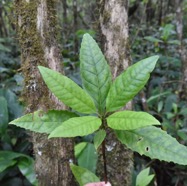 Nuxia_verticillata-Jeune_Bois_maigre-STILBACEAE-Endemique_Reunion_Maurice-MB3_5695.jpg