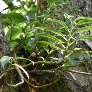 Procris_pedonculata-URTICACEAE-Indigene_Reunion-MB3_5614.jpg