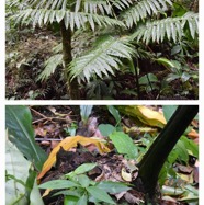 Ptisana_fraxinea-Fougere_tortue-MARATTIACEAE-Indigene_Reunion-20240319_224448.jpg