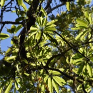 Sideroxylon_majus-Bois_de_fer-SAPOTACEAE-Endemique_Reunion-MB3_5639.jpg