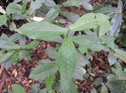 1 Bois de violon, Acalypha integrifolia 
