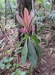 17 Bois de savon, Badula borbonica 