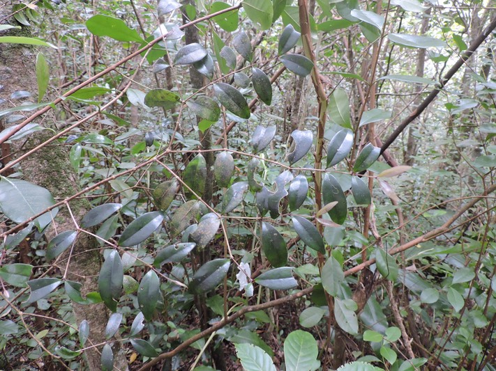 3 Bois de sagaie ou de maman, Maillardia borbonica 