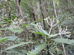 4 Bois de corail, Chassalia coralioides 
