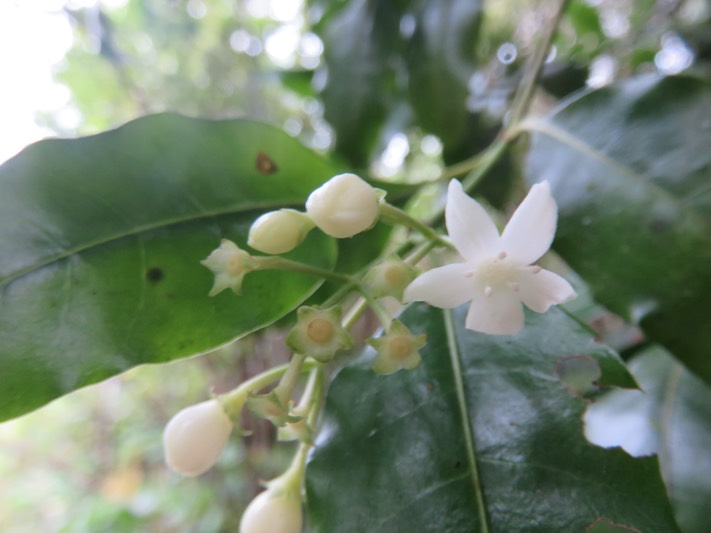 9 Fleur de la plante mystère