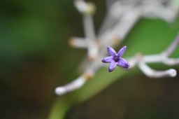 Chassalia coralioides - Fleur de Bois de corail - RUBIACEAE - Endémique réunion