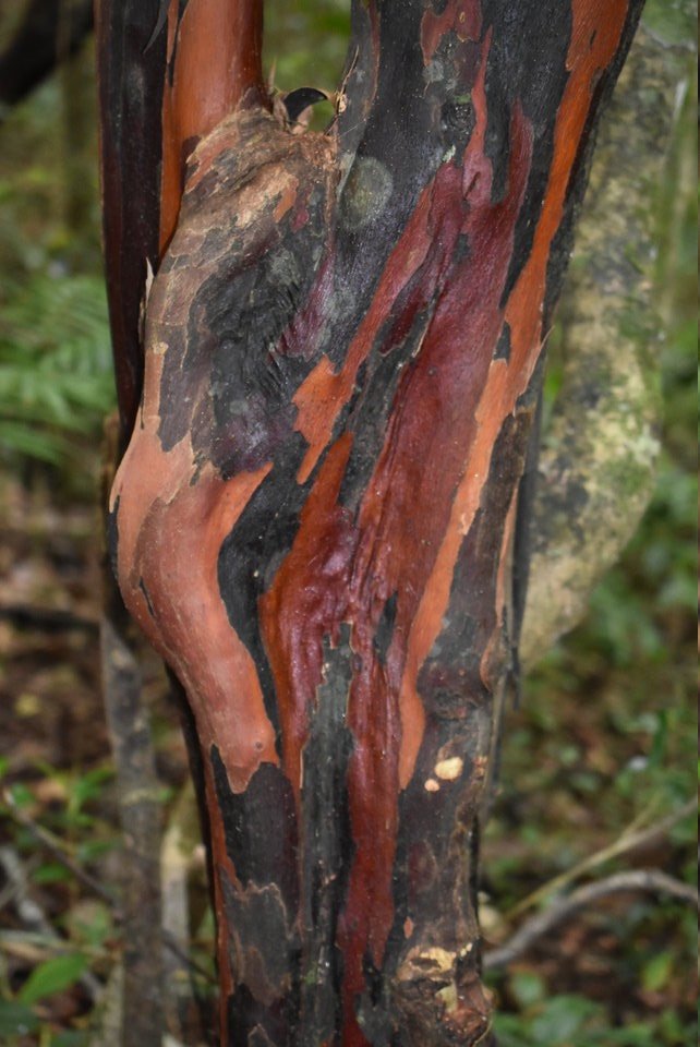MAB_6135