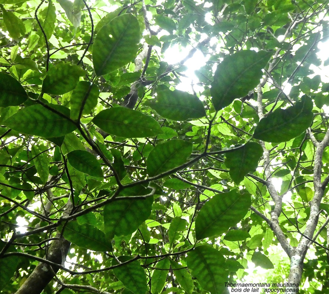 Tabernaemontana mauritiaa . bois de lait.apocynaceae. endémique Réunion Maurice 