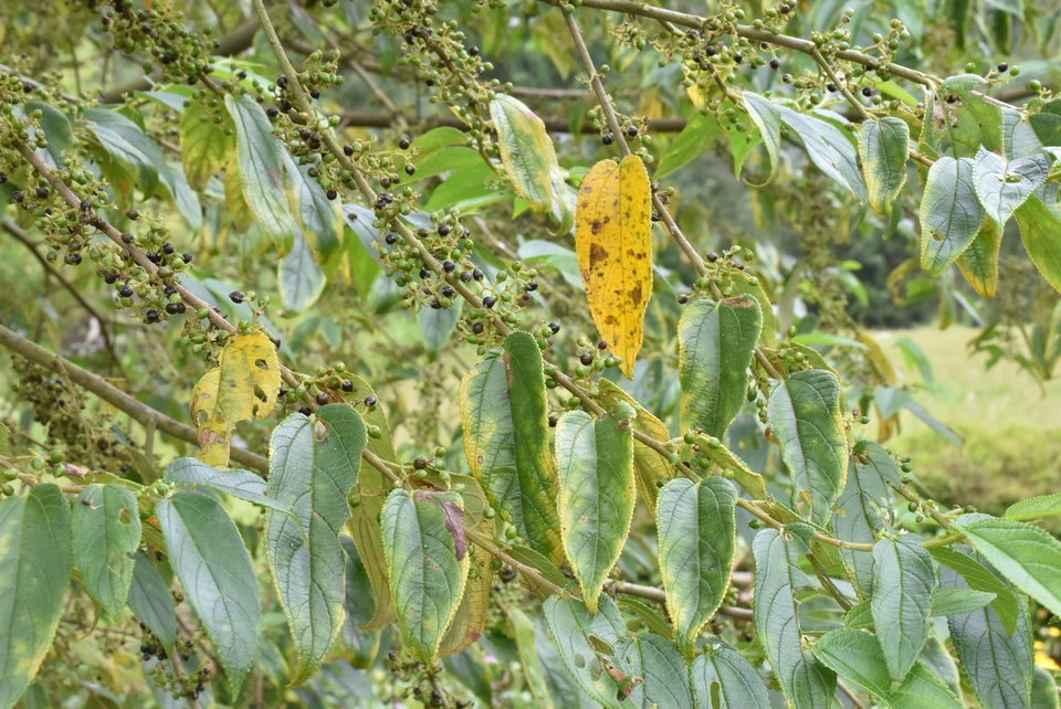 Trema orientalis - Bois d'Andreze - CANNABACEAE - EE - MAB_6062