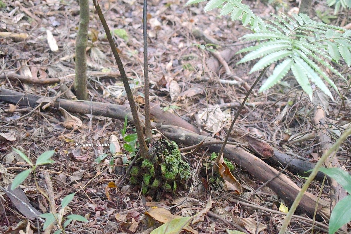 5821 Ptisana fraxinea Fouge?re tortue  Marattiaceae Indigène La Réunion