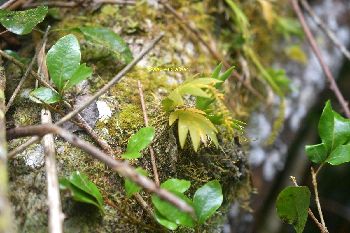 5840 Oberonia disticha Orchidaceae Indigène La Réunion