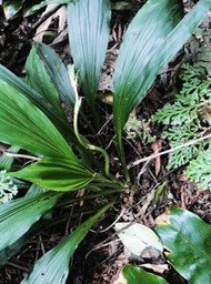 Calanthe sylvatica