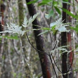 Ficus_lateriflora-Ficus_blanc-MORACEAE-Endemique_Reunion_Maurice-MB3_4537.jpg