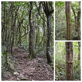 Hancea_integrifolia-Bois_de_perroquet-EUPHORBIACEAE-Endemique_Reunion_Maurice-20231121_200807.jpg