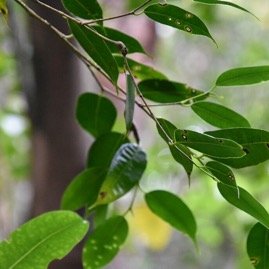 Maillardia_borbonica-Bois_de_maman-MORACEAE-Endemique_Reunion-MB3_4549.jpg