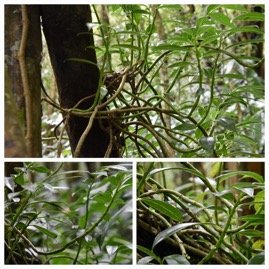 Procris_pedunculata-URTICACEAE-Indigene_Reunion-20231121_200938.jpg